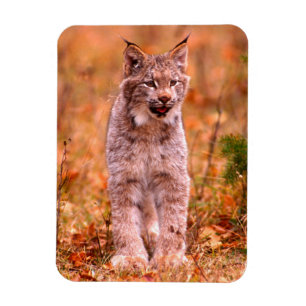 Ímã Caça de Lince Floresta de Outono