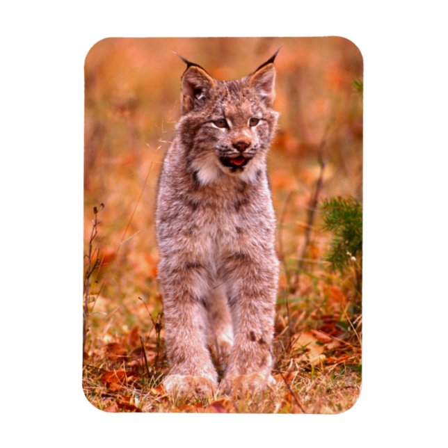 Ímã Caça de Lince | Floresta de Outono (Vertical)