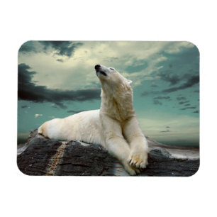 Ímã Caçador branco do urso polar na rocha
