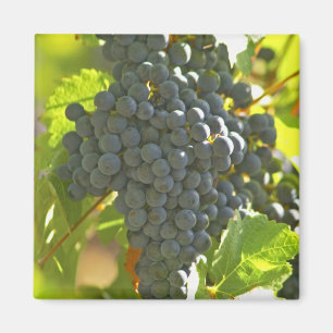 Imã cacho de uva Cabernet Sauvignon no Chateau