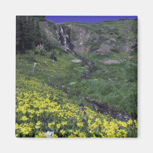Imã Cachoeira e flores silvestres em prado alpino,