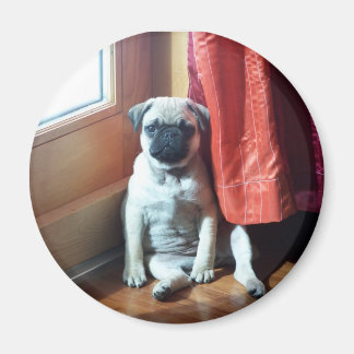 Imã cachorrinho 007