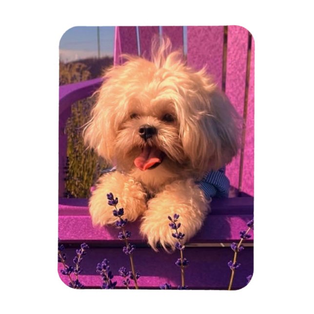 Ímã Cachorrinho Shih Tzu Engraçado Sorridente (Dias de (Vertical)