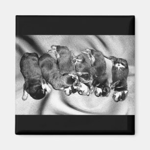 Imã cachorrinhos-de-sono