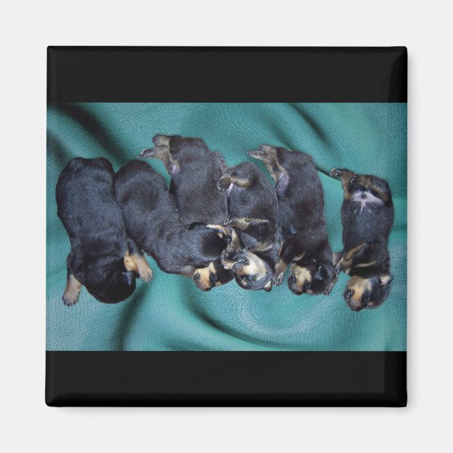 Imã cachorrinhos-de-sono (Frente)