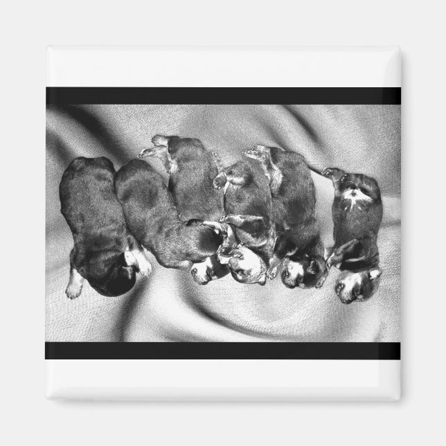 Imã cachorrinhos-de-sono (Frente)