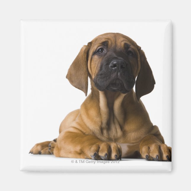 Imã Cachorro (Frente)