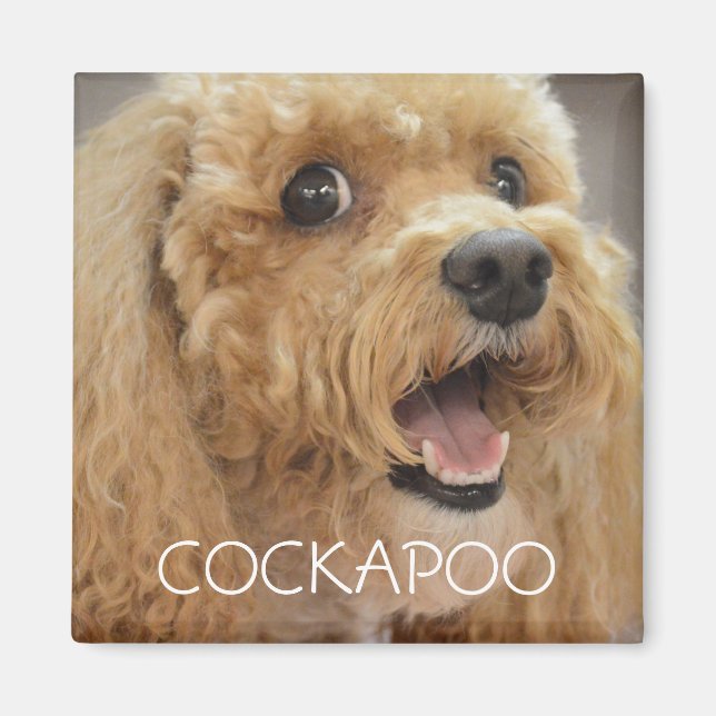 Imã Cachorro Adorável Cockapoo Sorridente (Frente)