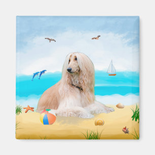 Imã Cachorro afegão na praia