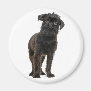 Imã Cachorro Bonito Amantes de Cães Pretos Griffon de