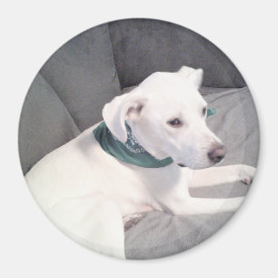 Imã Cachorro Branco Bonito Com Cinza Verde