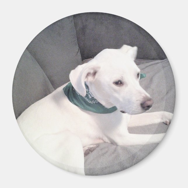 Imã Cachorro Branco Bonito Com Cinza Verde (Frente)