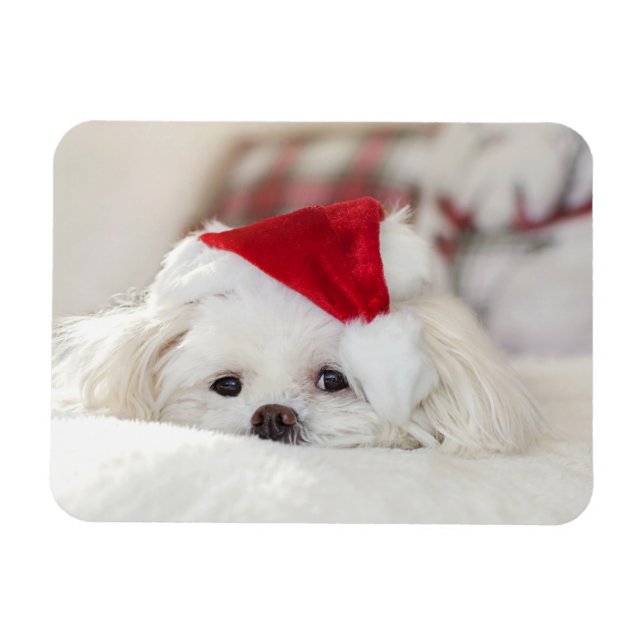 Ímã Cachorro Branco bonito num chapéu de Natal Vermelh (Horizontal)