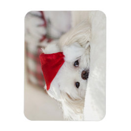 Ímã Cachorro Branco bonito num chapéu de Natal Vermelh