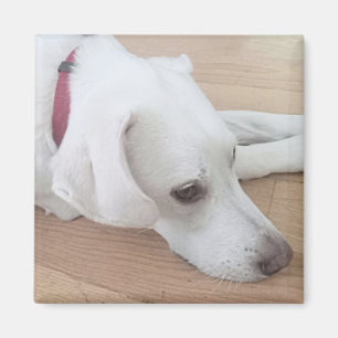 Imã Cachorro branco bonito Vestindo o Natal da Colmeia