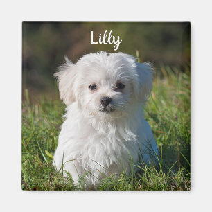 Imã Cachorro branco branco liso, branco, branco, porco
