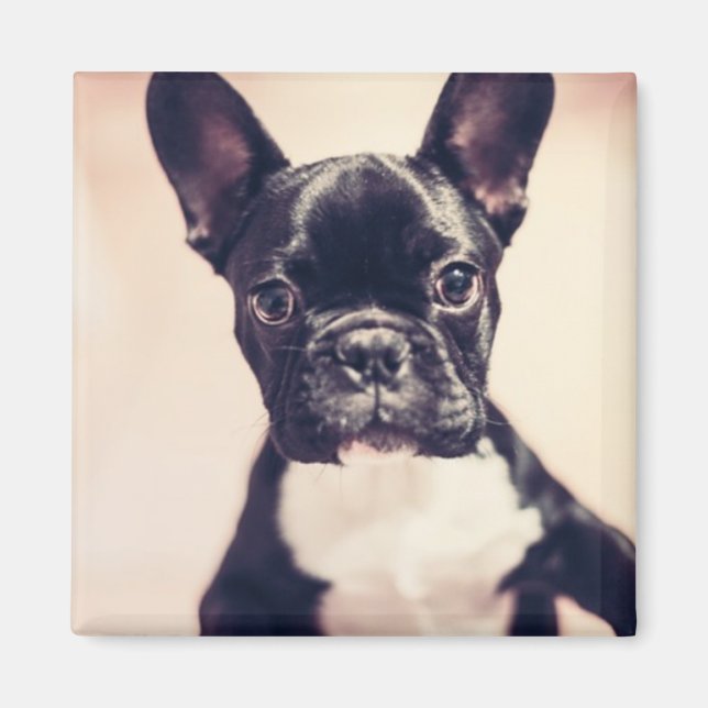 Imã Cachorro branco e preto (Frente)