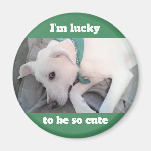 Imã Cachorro Branco Gelado Vestindo Magneta Verde