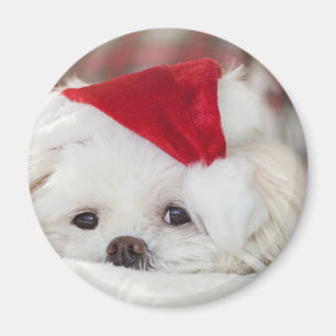 Imã Cachorro Branco giro em chapéu vermelho de Natal