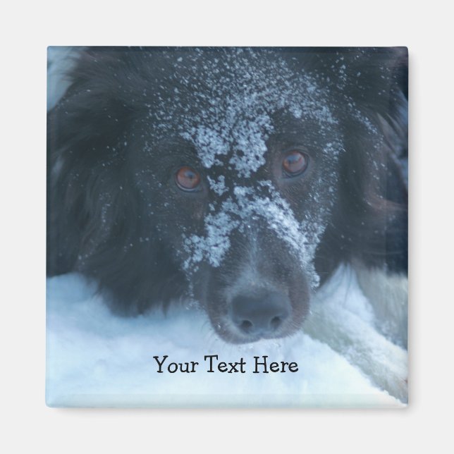 Imã Cachorro Cachorro de Collie Enfrentado de Neve (Frente)