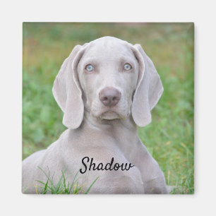 Imã Cachorro-Cachorro Personalizado do Weimaraner