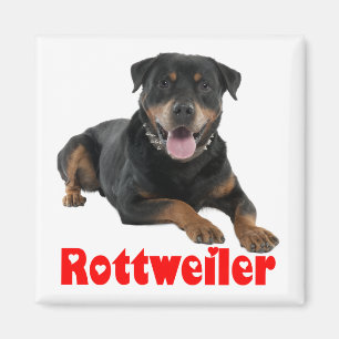 Imã Cachorro Cartoon de Rottweiler Marrom e Preto Amor