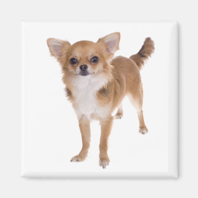 Imã Cachorro Chihuahua de Cabelo Longo Amor (Frente)