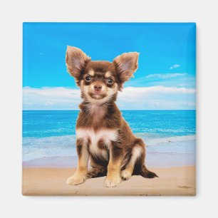 Imã Cachorro Chihuahua sentado em praia tropical