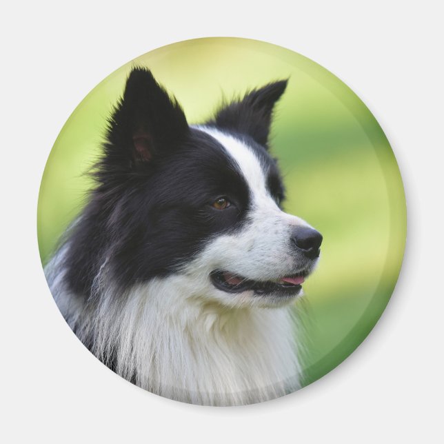 Imã Cachorro Collie de Borda Negra (Frente)