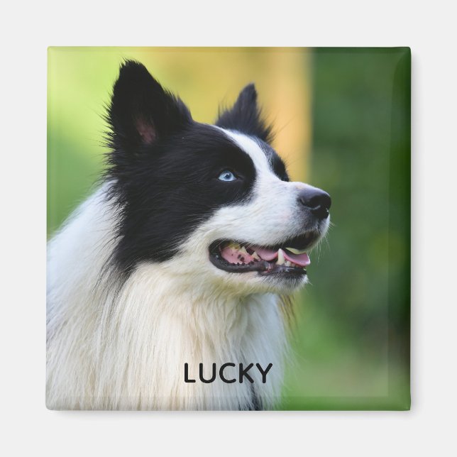 Imã Cachorro Collie de Borda Negra (Frente)