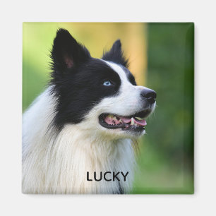 Imã Cachorro Collie de Borda Preta e Branca