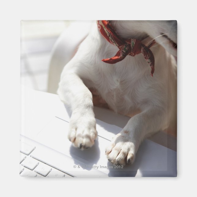 Imã Cachorro colocando as mãos no laptop (Frente)