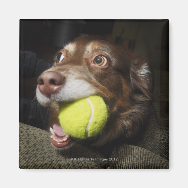 Imã Cachorro com Tênis Ball (Frente)