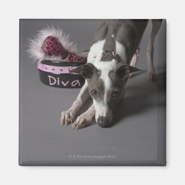 Imã Cachorro com tigela diva, cheirando chão (Frente)