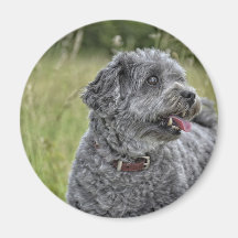 Cachorro Cortado Terrier