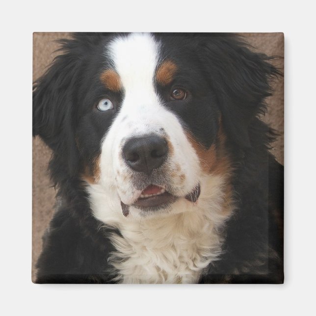 Imã Cachorro da Montanha Bernese Magnet 2 - "Lucy" (Frente)