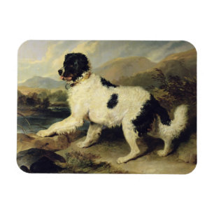 Ímã Cachorro da Terra Nova Chamado Leão, 1824 (óleo na
