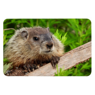 Ímã Cachorro de Bebê Bonito / Woodchuck