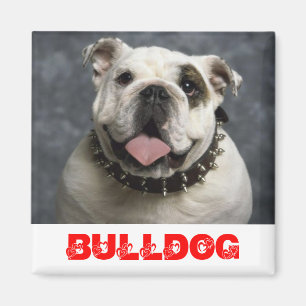 Imã Cachorro de Estimação Bulldog Inglês Amor