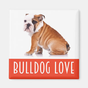 Imã Cachorro de Estimação English Bulldog