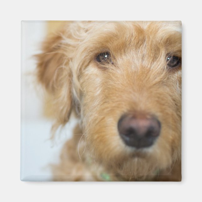 Imã Cachorro de Goldendoodle (Frente)