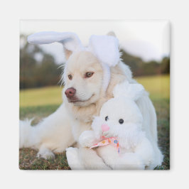 Imã Cachorro de Lapphund, Branco, Finlandês