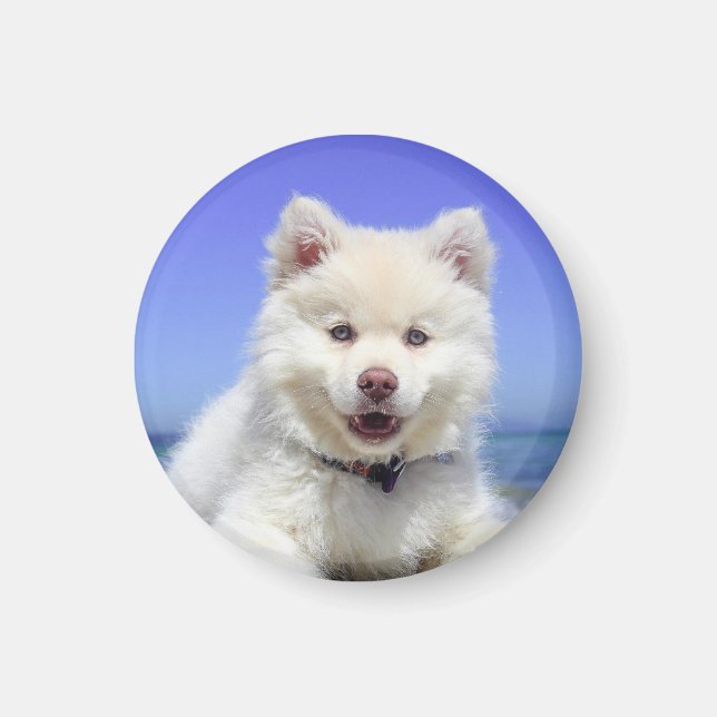 Imã Cachorro de Lapphund, Branco, Finlandês (Frente)