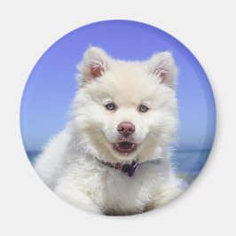 Imã Cachorro de Lapphund, Branco, Finlandês