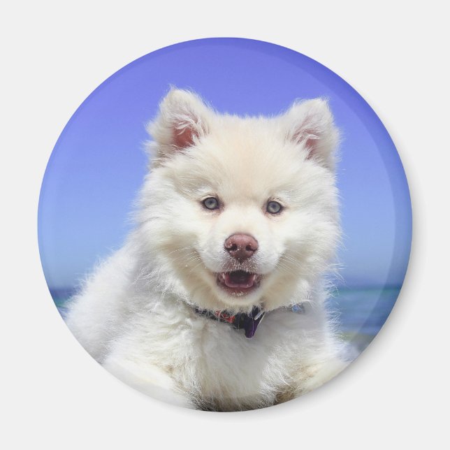 Imã Cachorro de Lapphund, Branco, Finlandês (Frente)