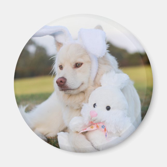 Imã Cachorro de Lapphund, Branco, Finlandês (Frente)