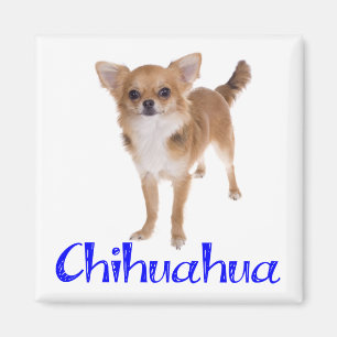 Imã Cachorro de Longo Cabelo Chihuahua Filhote