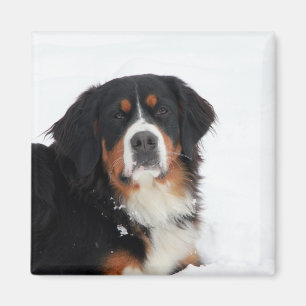 Imã Cachorro de Montanha Bernese Personalizável