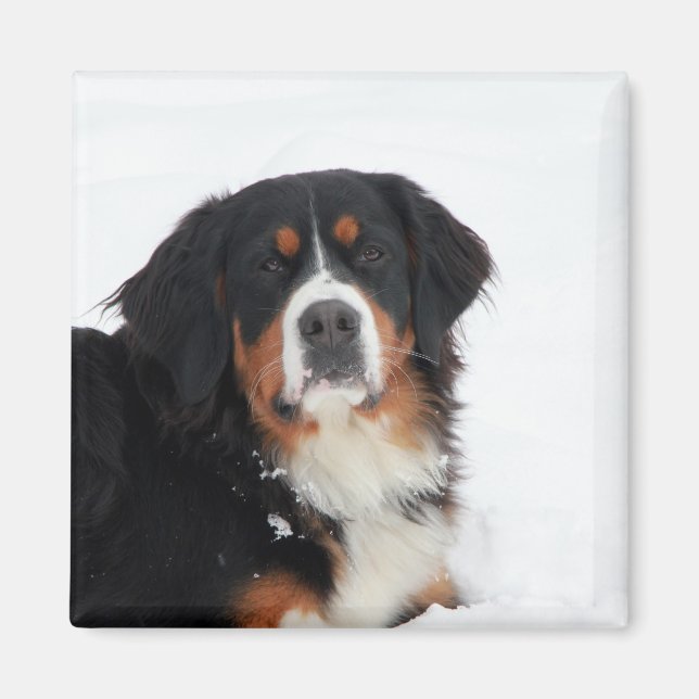 Imã Cachorro de Montanha Bernese Personalizável (Frente)