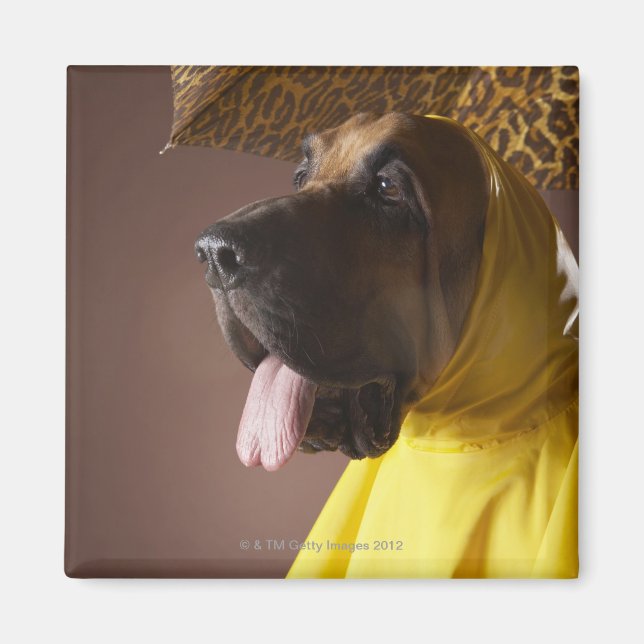 Imã Cachorro de sangue. (Frente)